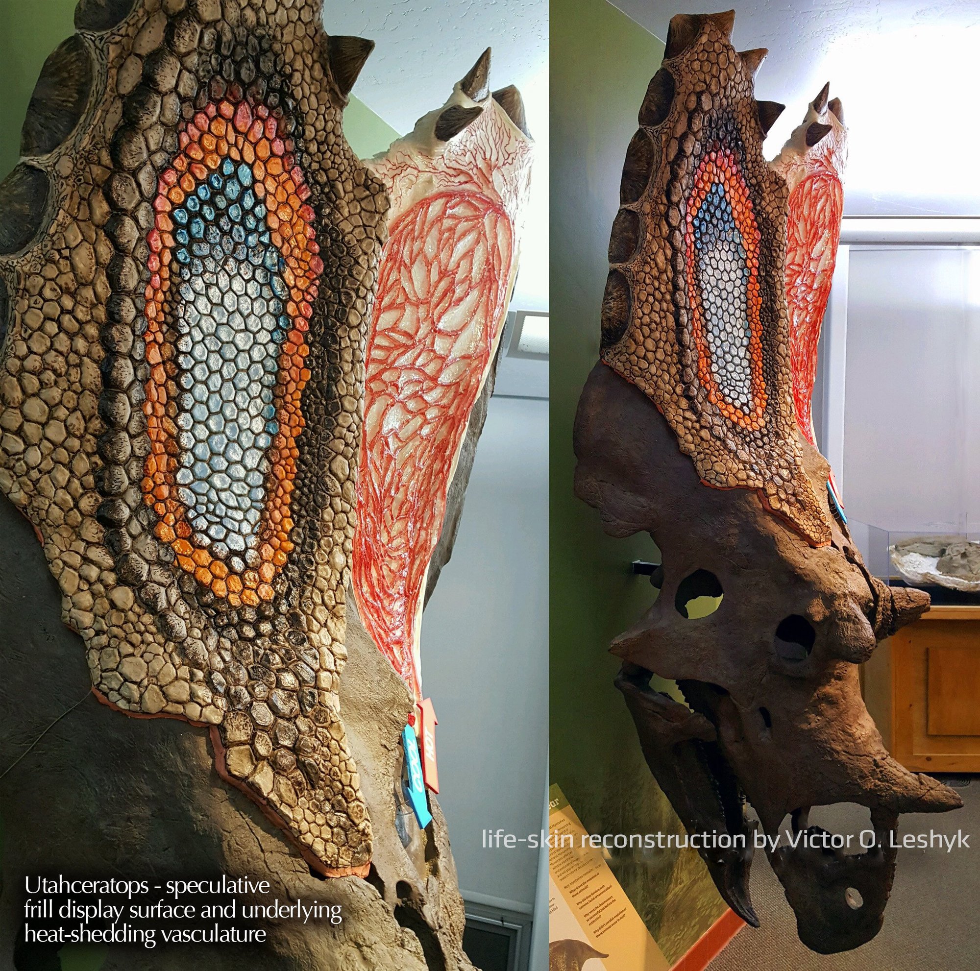 Utahceratops exhibit