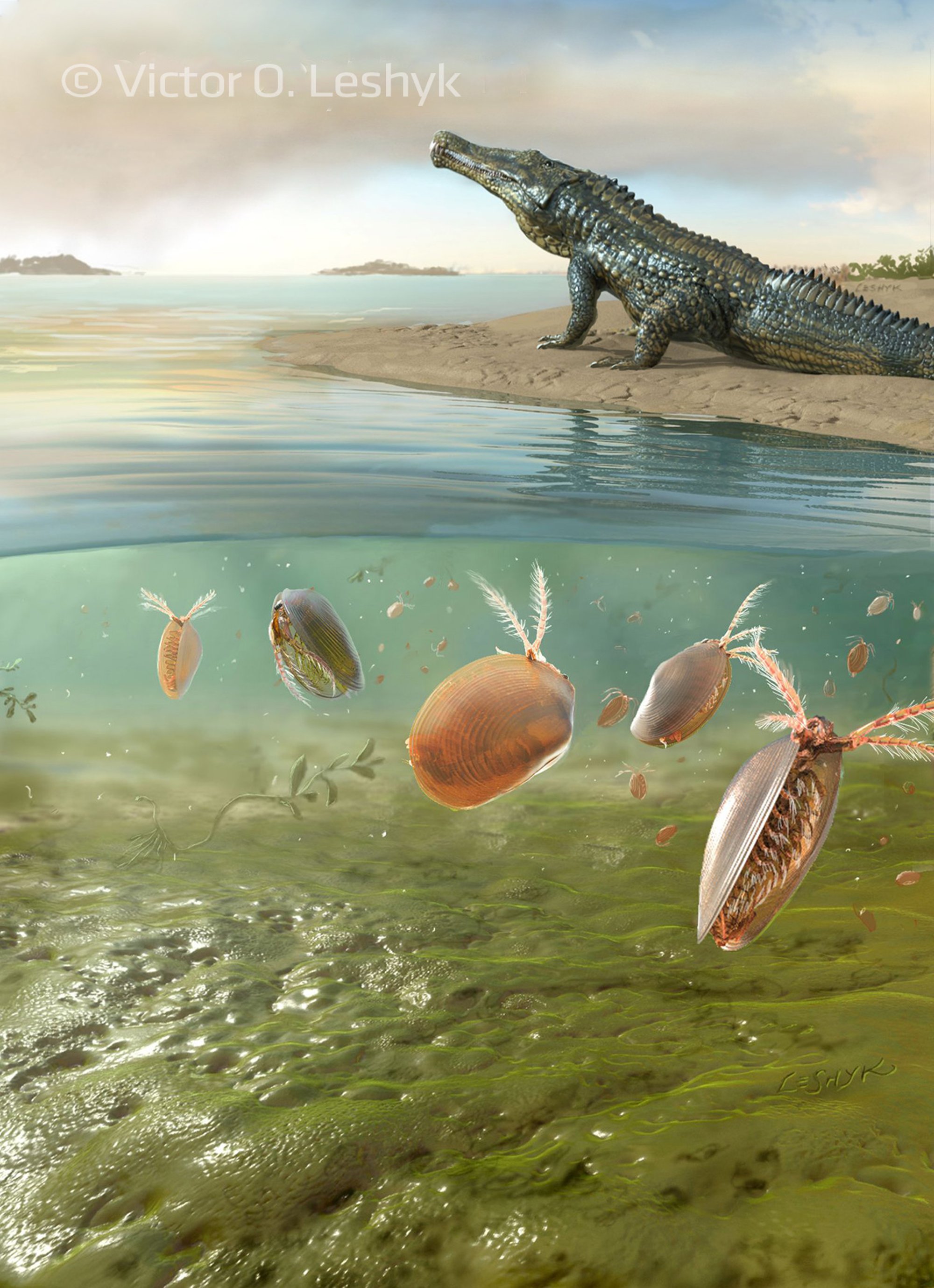 Microbial mat fossil